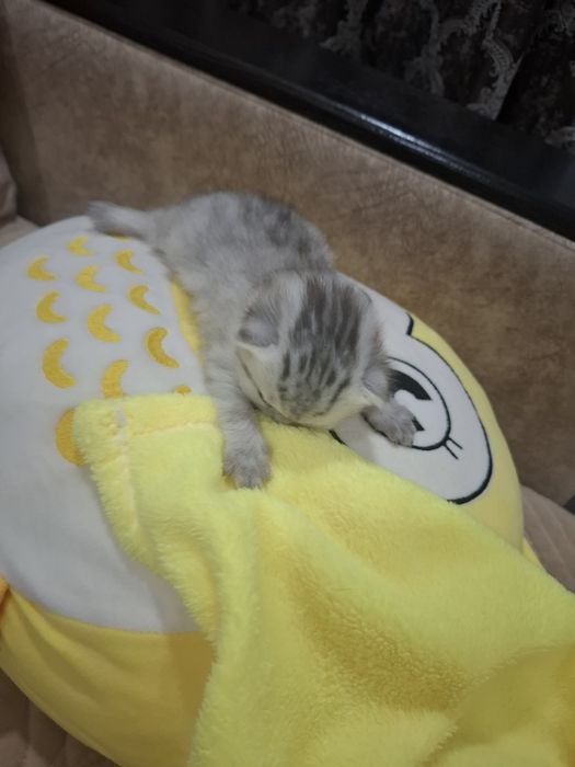 Продам вислоухого шатландца