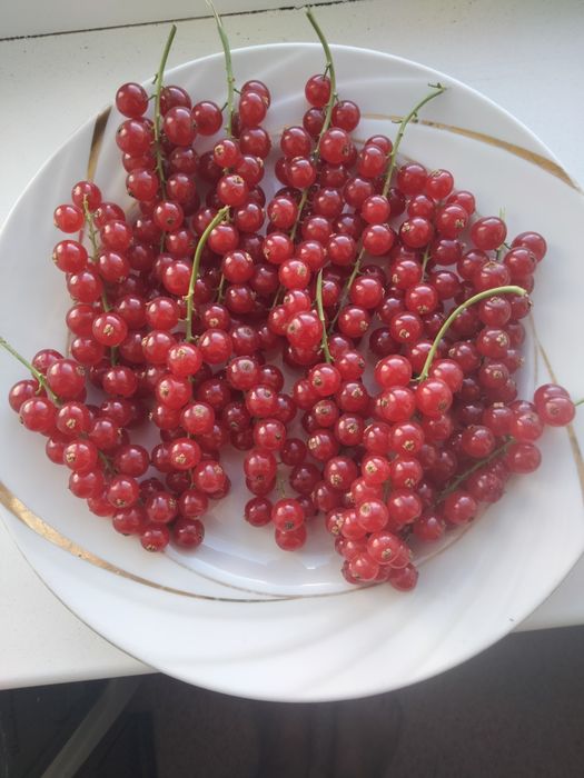 Саженцы красной смородины