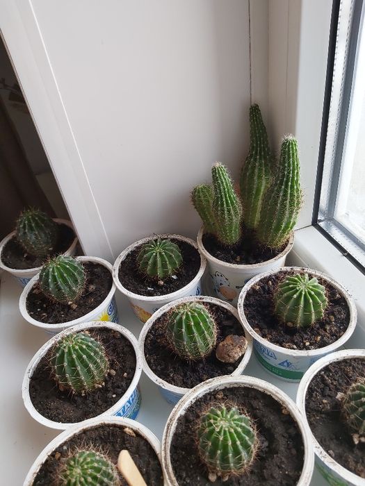 Кактус.Денежное дерево.Толстянка.