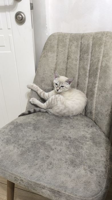 Отдадим котят в хорошие руки