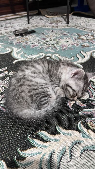 Мысықтар сатылады