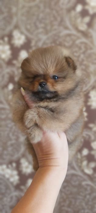 Шпицы щенки готовы к переезду