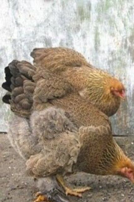 Яйца инкубaционные