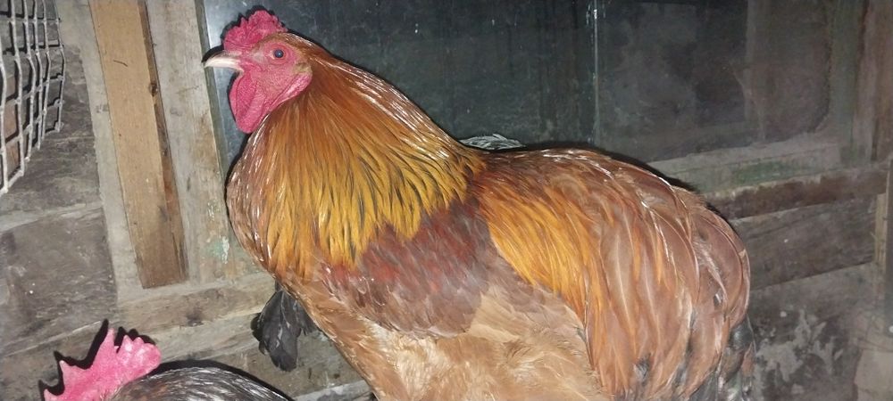 Продам молодых петушков