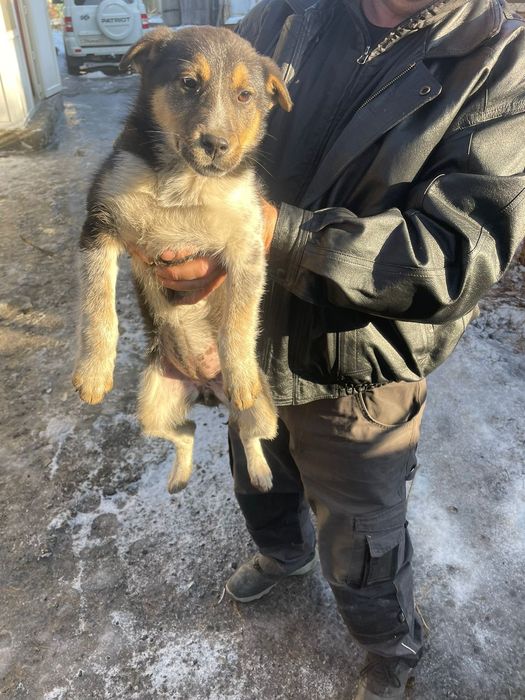 В добрые руки щенок