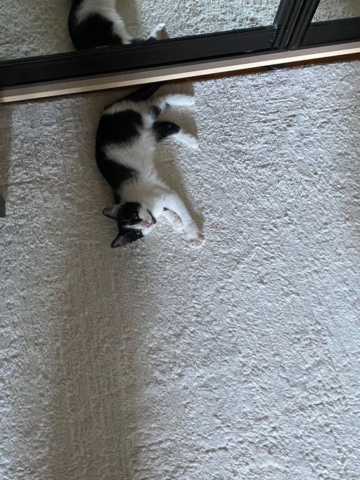 Котенок, девочка. Срочно ищет семью
