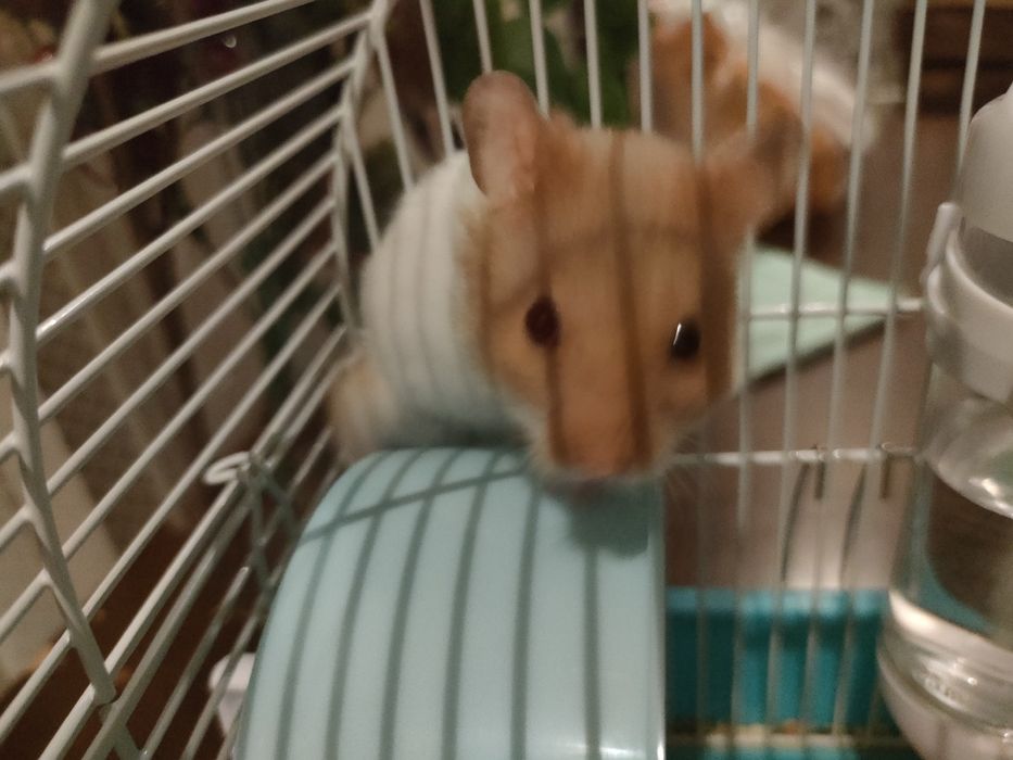 Продажа хомяка с клеткой