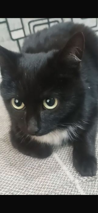 Отдам Кота в добрые руки
