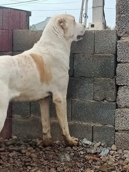 Алабай еркек ит сатамын.