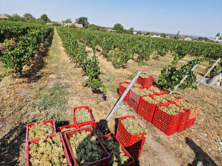 Struguri Chardonnay DOC Cotesti pentru vin de calitate Producator