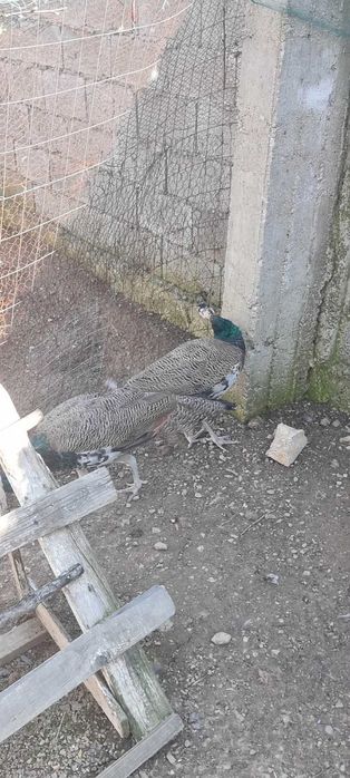 Мъжки индийски пауни на 7 месеца