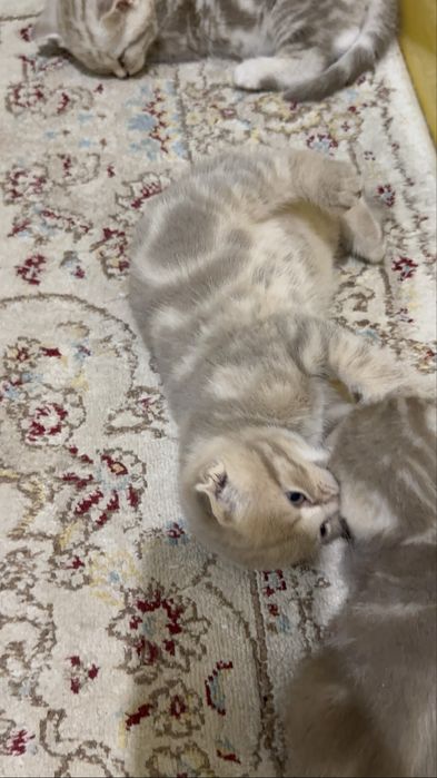 котята  шотланцы