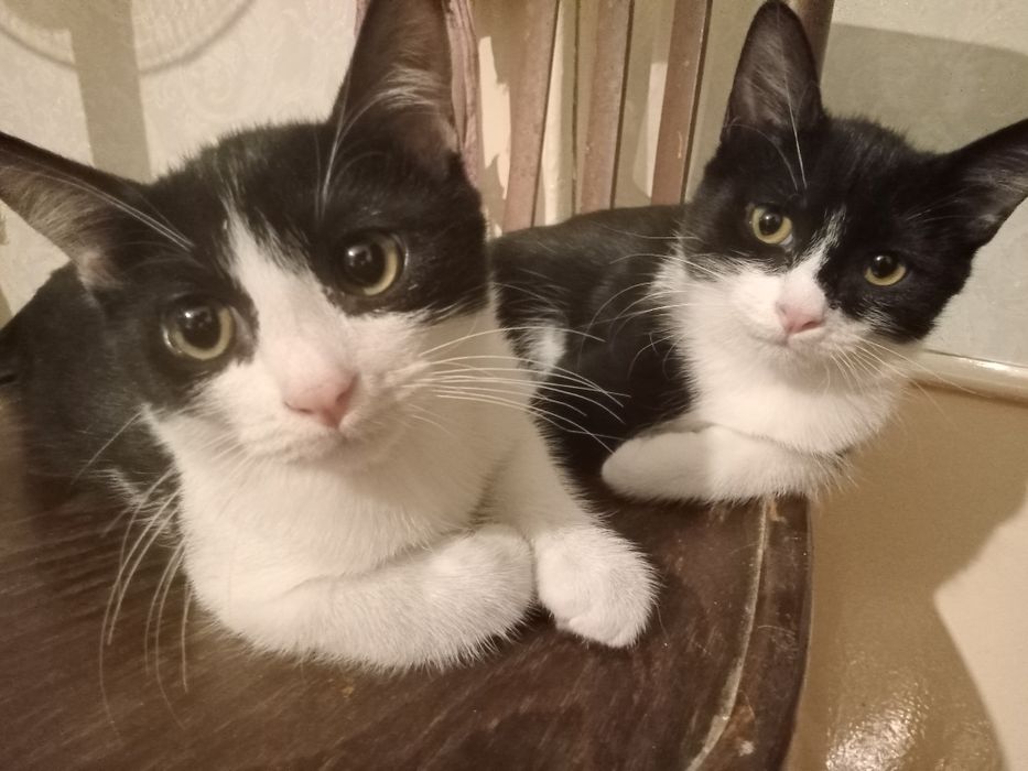 Котята в хорошие руки!