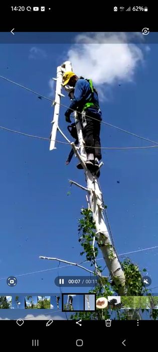 Спил опасных деревьев