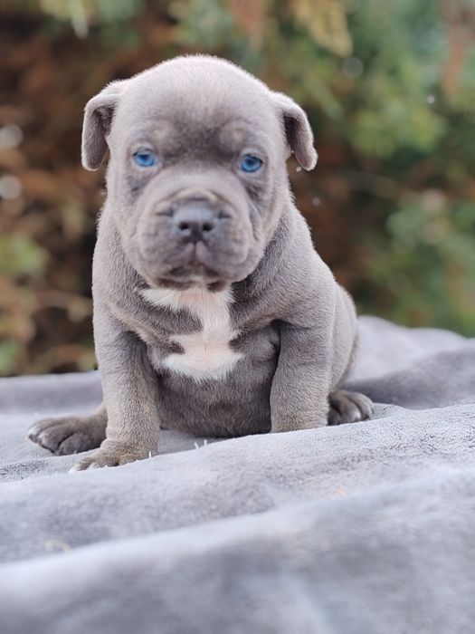 America Bully disponibile