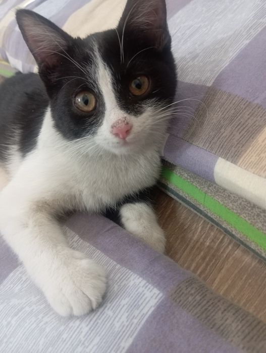 Отдам котенка девочку шуструю,красивую