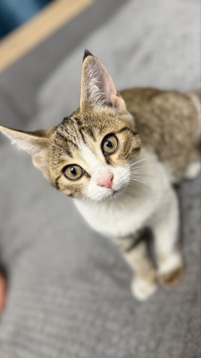 Котенок мальчик ищет дом