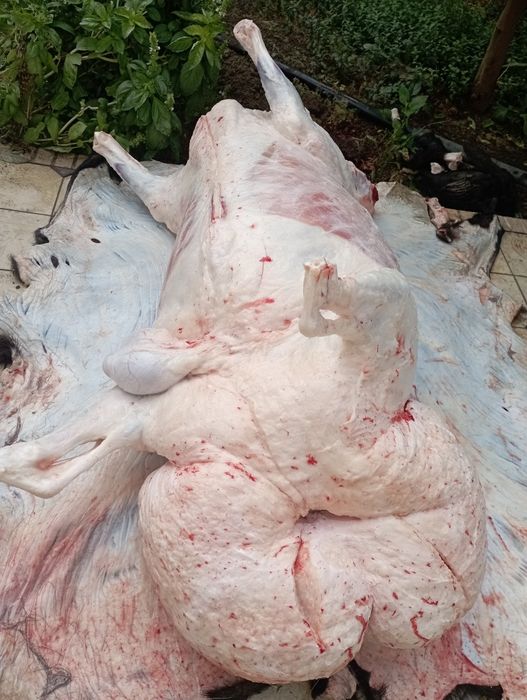 Qassob service hizmati