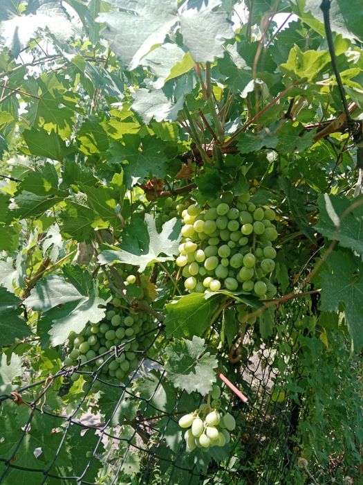 Продается теплый дом