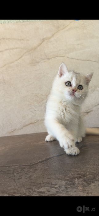 Британский котёнок