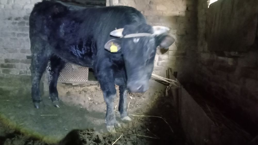 Бука сатылады жагдайын жаксы