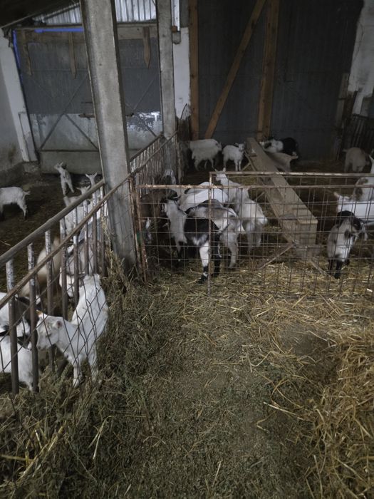 Vînd iezi pt sacrificați și ținut