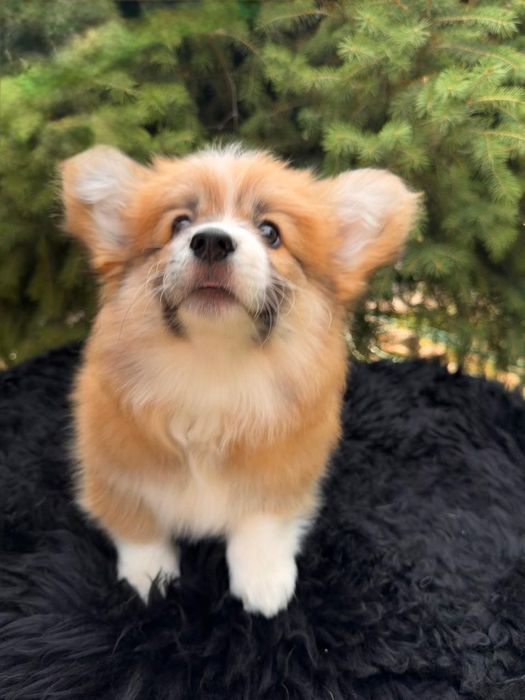 Вельш корги пемброк мальчик флаффи