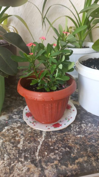 Продается комнатные цветы, бөлме гүлдері сатылады.