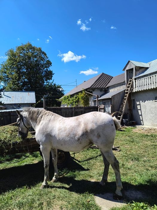Vând iapa,vârsta 12 ani,comuna Bodești,detalii la telefon