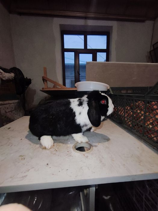 Karlik baran samka quyon sotiladi