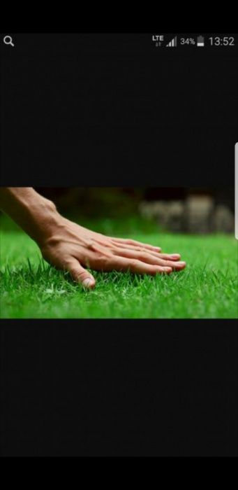 Газонная трава семена газон