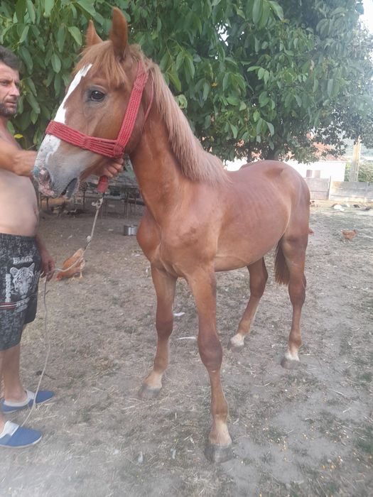 Vând mânz de 1 an și 3 luni