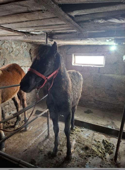 Жылқы сатамын тайлар, үш жасар дөнен