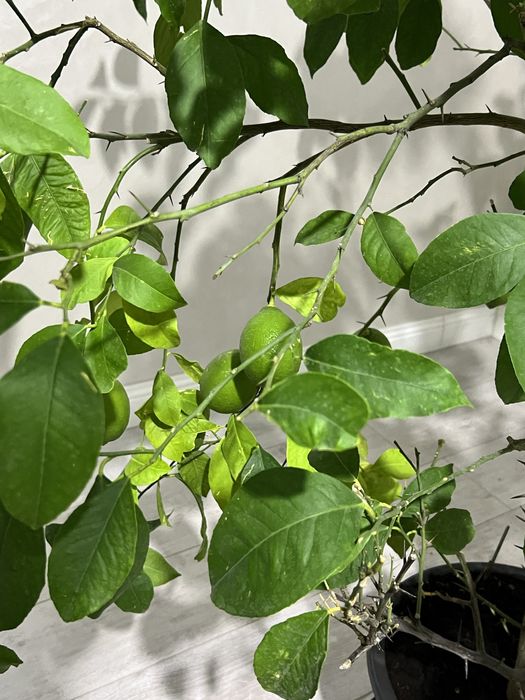 Лимон домашний