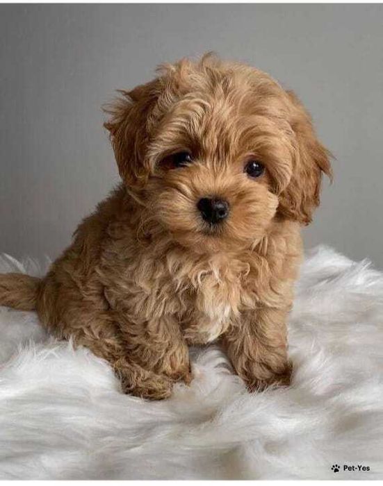 Отдам щенка мальтипу