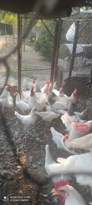 Продам только петухи