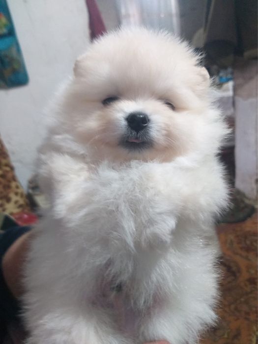 Щенки померанского шпица!!!