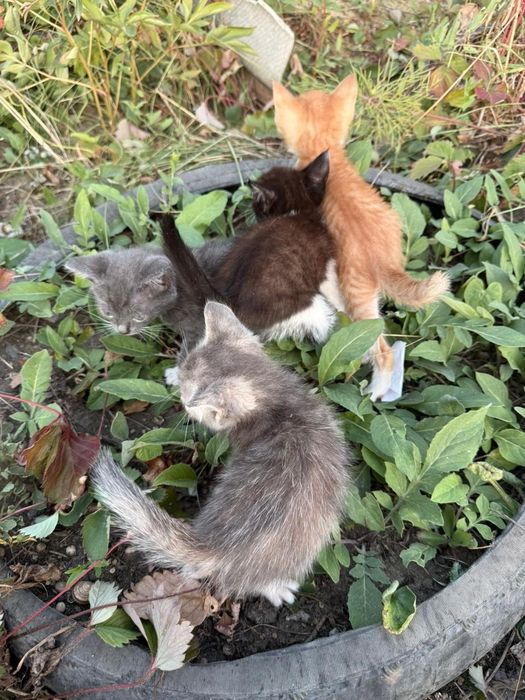 котята в добрые руки