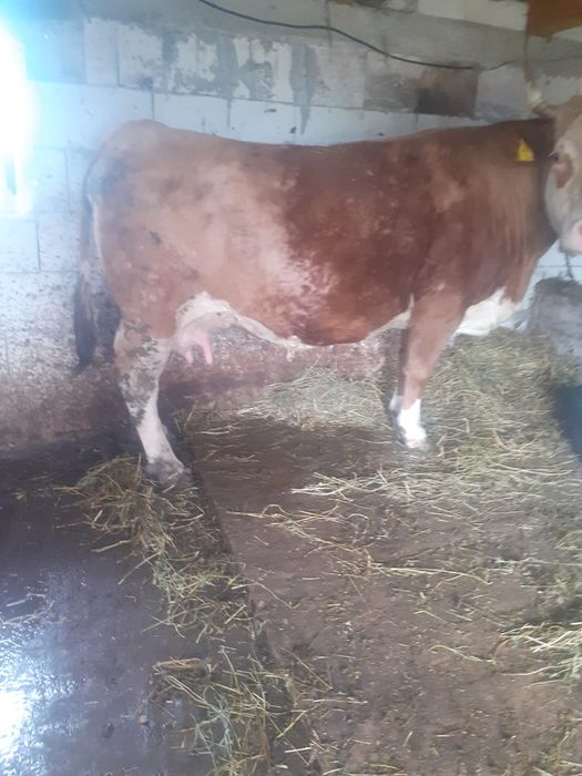 Vând vacă gestanta