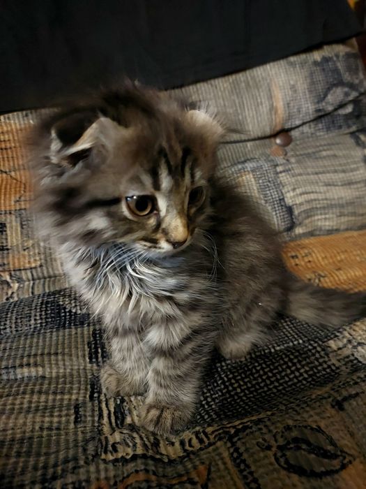 Котята в добрые руки отдам