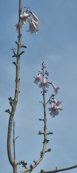 Продаются саженцы повлония