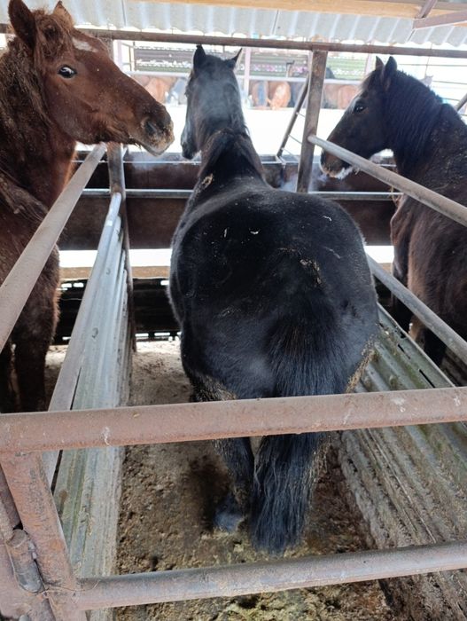 Семіз жылқылар!!!