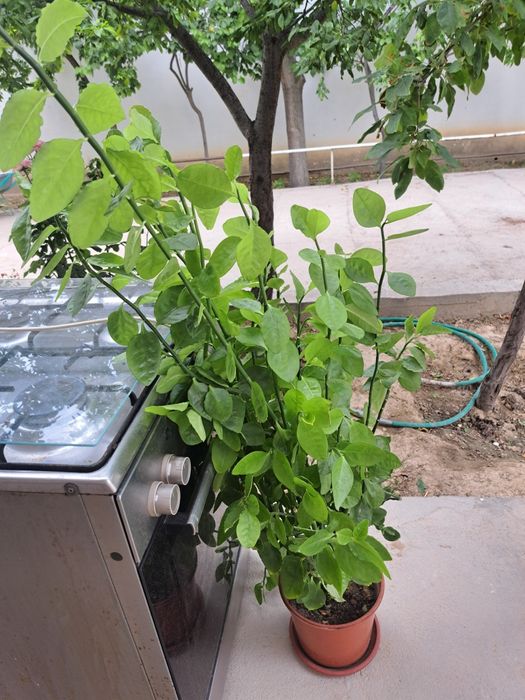 Комнатные растения