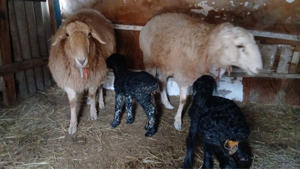 Қой қозысымен сатылады баран