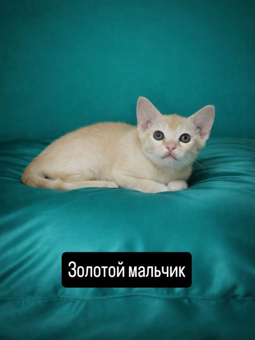 Европейская бурма