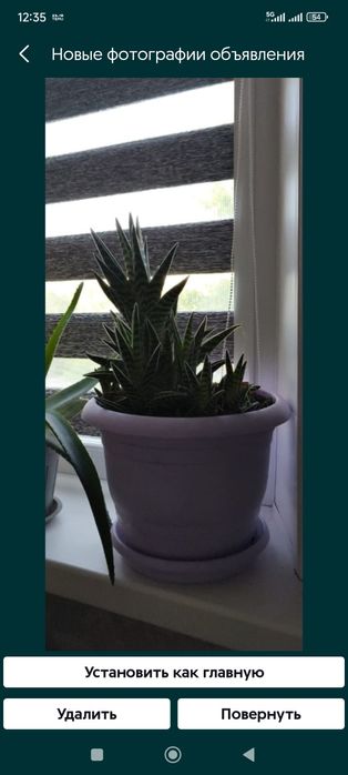 Зефирантес(подснежник), абутилон