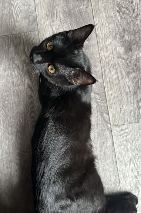 Отдам в добрые руки кота