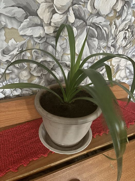 панданус(винтовая пальма)