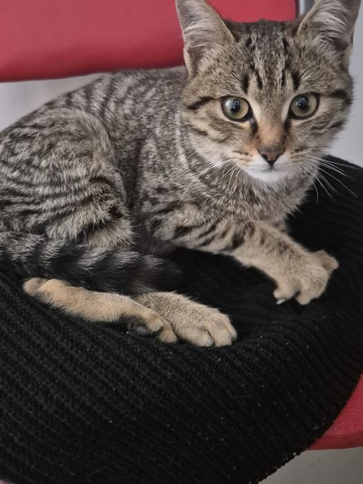 Отдам котика в добрые руки