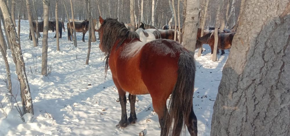 Продам Айғыр 6лет привозной обмена нет